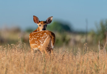 A White-tailed Deer Fawn in a Field