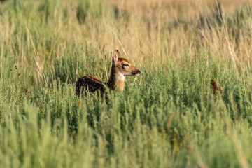 A White-tailed Deer Fawn in a Field