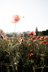 Mohnblumen im Sommer