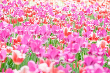 Fresh colorful tulips