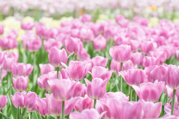 Obraz na płótnie Canvas Fresh colorful tulips