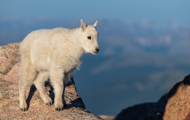 Obraz na płótnie Canvas An Adorable Baby Mountain Goat Kid in the Rocky Mountains - Colorado