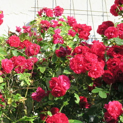 bang red climbing rose with many flowers in the summer