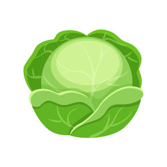 Colorful cabbage vector illustration isolated on white backgroun