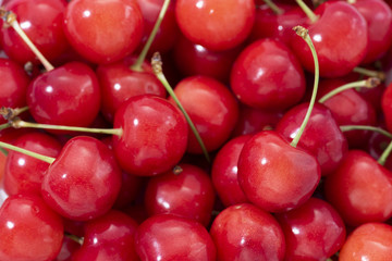 たくさんのさくらんぼ