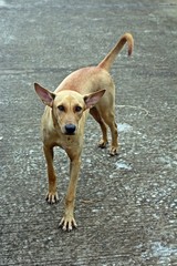 The brown dog,  see it on cement street,  it is pets that is tame.
