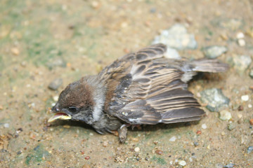 Birds fall from the nest on the tree,Sparrow bird on the ground