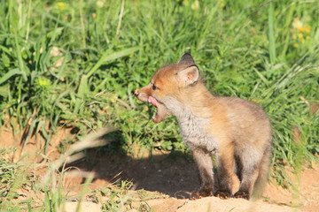 Renardeau se léchant les babines