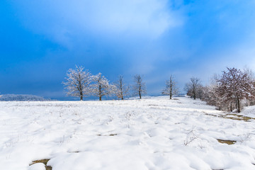 Trees with snow