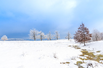 Trees with snow