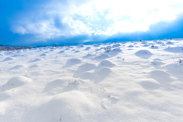 Trees with snow