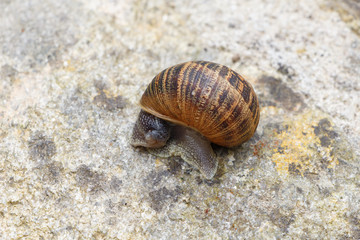 Escargot sur mur en pierre