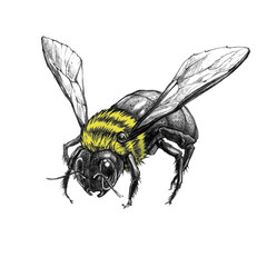 Beautiful hand drawn Bee. Pencil work. Insect isolated on a white  background. It can be used for printing on t-shirts, cards, or used as ideas for tattoos.