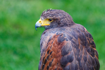 Raptor in the Prague Castle gardens