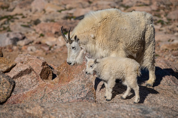 Obraz na płótnie Canvas A Mother Nanny and Her Baby Lamb (Kid) in the Colorado Rocky Mountains