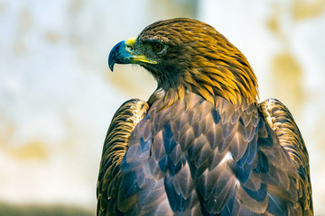 Raptor in the Prague Castle gardens
