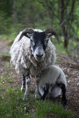 Sheep with lamb