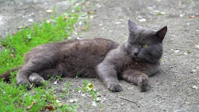Cat Lying on Ground Washing Face with Paw, Watching for Danger