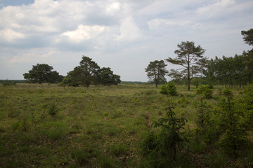 Grassy heathland in Drents-Friesewold National Park, Drenthe, Netherlands