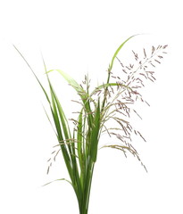 Cane grass reeds isolated on white background, clipping path