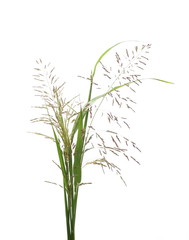 Cane grass reeds isolated on white background, clipping path © dule964