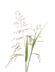 Cane grass reeds isolated on white background, clipping path