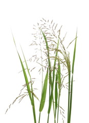 Cane grass reeds isolated on white background, clipping path