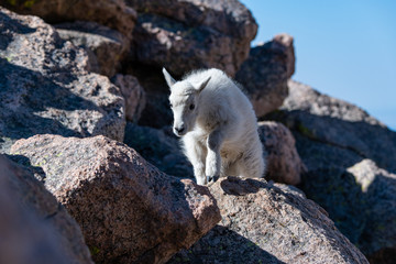 A Baby Mountain Goat Kid At Mount Evans - Colorado