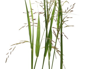 Cane grass reeds isolated on white background, clipping path © dule964