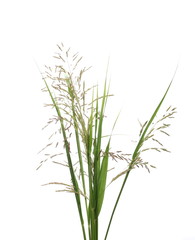 Cane grass reeds isolated on white background, clipping path
