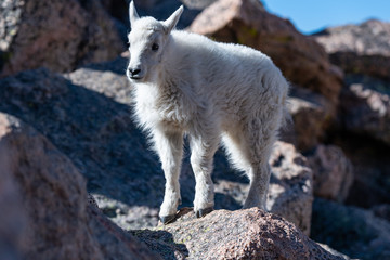 A Baby Mountain Goat Kid At Mount Evans - Colorado