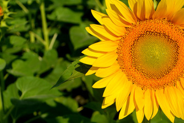 Sunflowers in the field. Yellow summer flowers