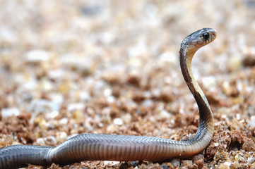 Dangerous venomous snakes..Cobra young snake spreading the hood     .and facing to the enemy, side view.