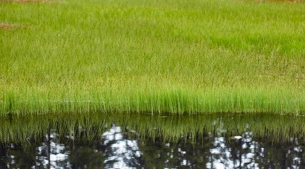 Grass reflecting in a lake