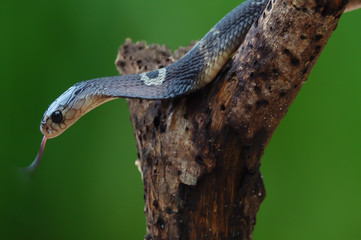 Naklejka na ściany i meble Dangerous venomous snakes..Cobra young snake wiggling on a dead tree with tongue,green blurred background.