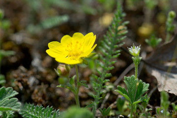 Spring cinquefoil, or spotted cinquefoil