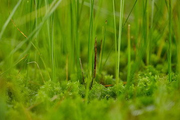 Grass blades and moss