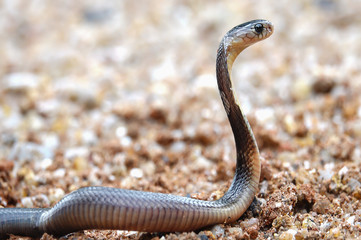 Dangerous venomous snakes..Cobra young snake spreading the hood     .and facing to the enemy, side view.