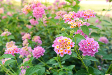 Lantana camara flower blooming during summer. (wild sage, cloth of gold, tickberry) 