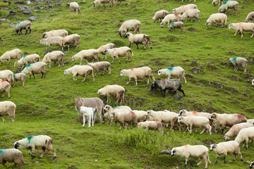 Obraz premium Sheep on the mountain