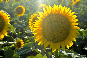 Sunflowers in the field. Yellow summer flowers