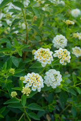 Lantana camara flower blooming during summer. (wild sage, cloth of gold, tickberry) 
