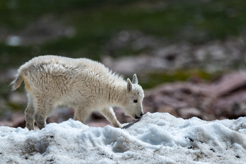 A Baby Mountain Goat Lamb in the Snow