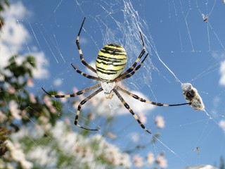 spider in the web