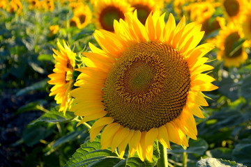 Sunflowers in the field. Yellow summer flowers