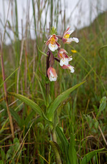 Marsh helleborine, also known as Marsh Orchid growing in a wet field