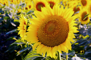 Naklejka premium Sunflowers in the field. Yellow summer flowers