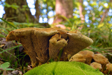   hydnellum compactum mushroom