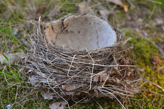 empty nest