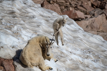 A Very Playful Baby Mountain Goat Lamb Frolicking in the Snow